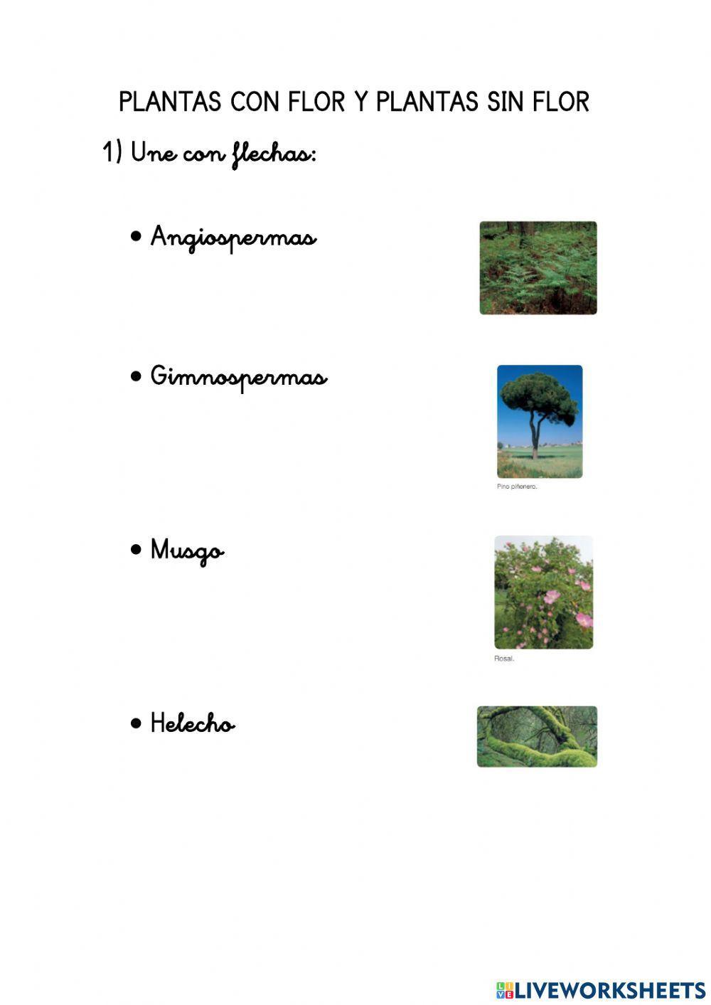 Plantas con flores y sin flores