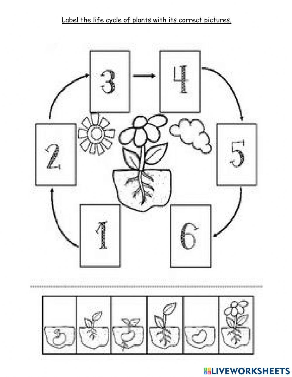 Life Cycle of Plants