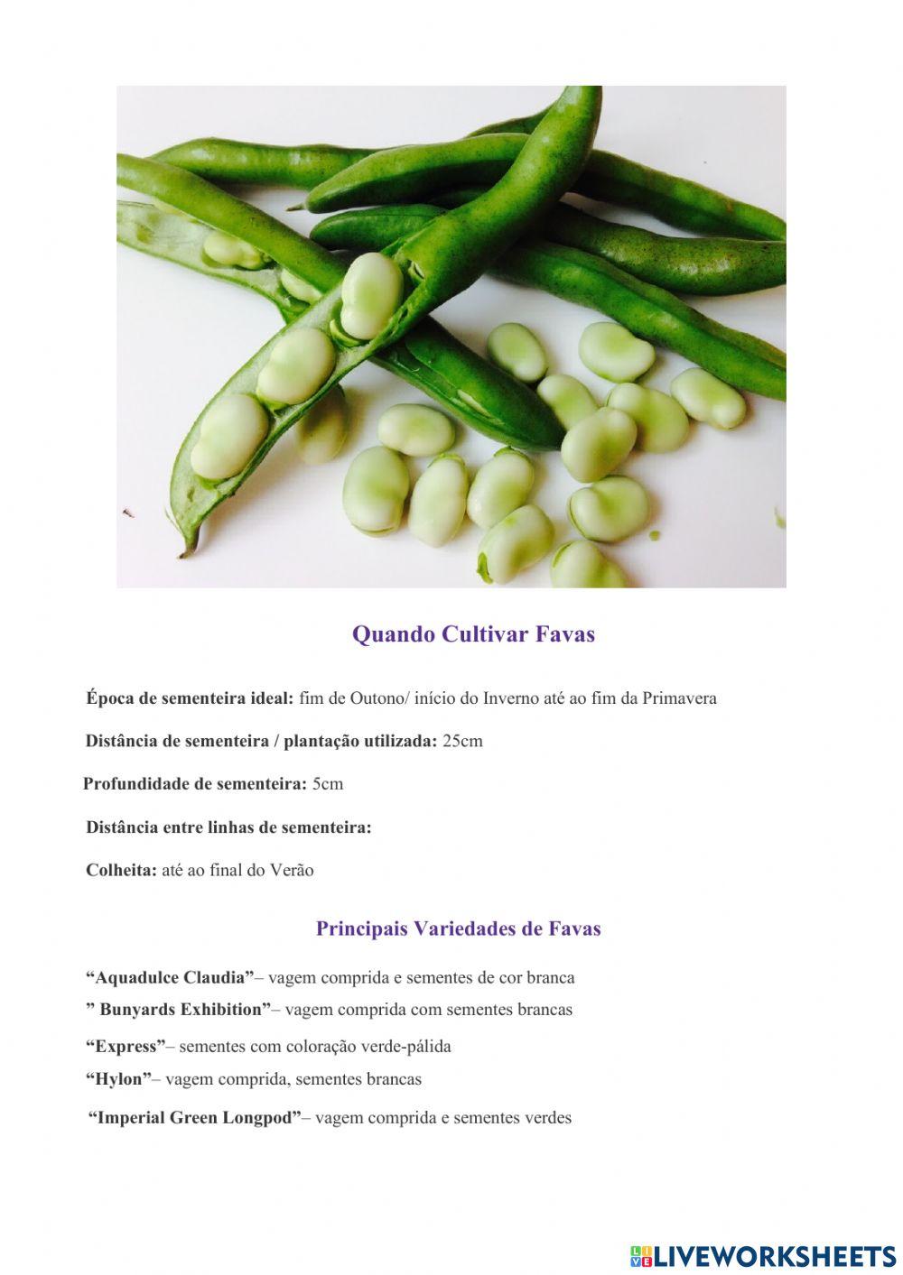 Plantio de Favas