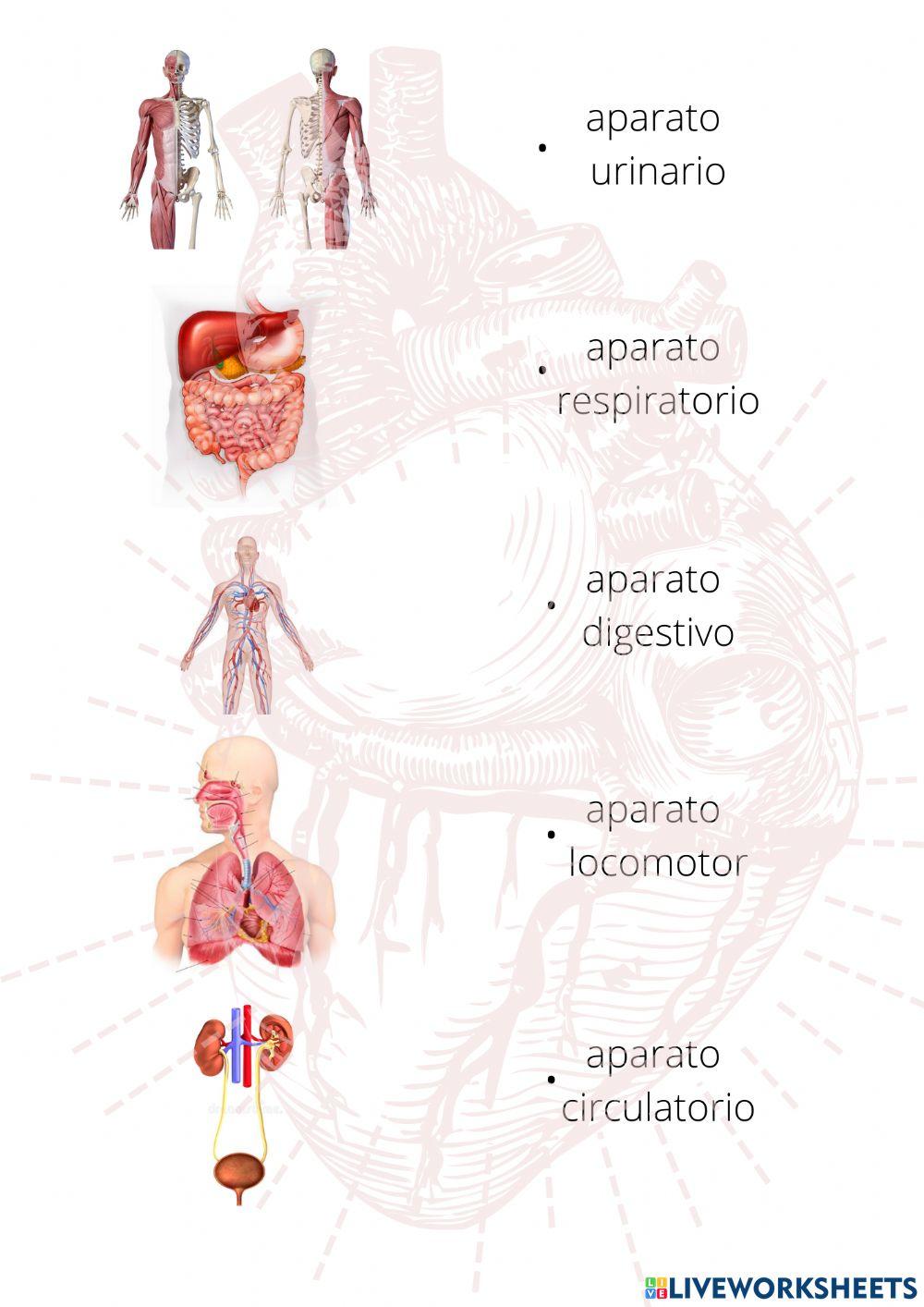 Actividad 1: Aparatos