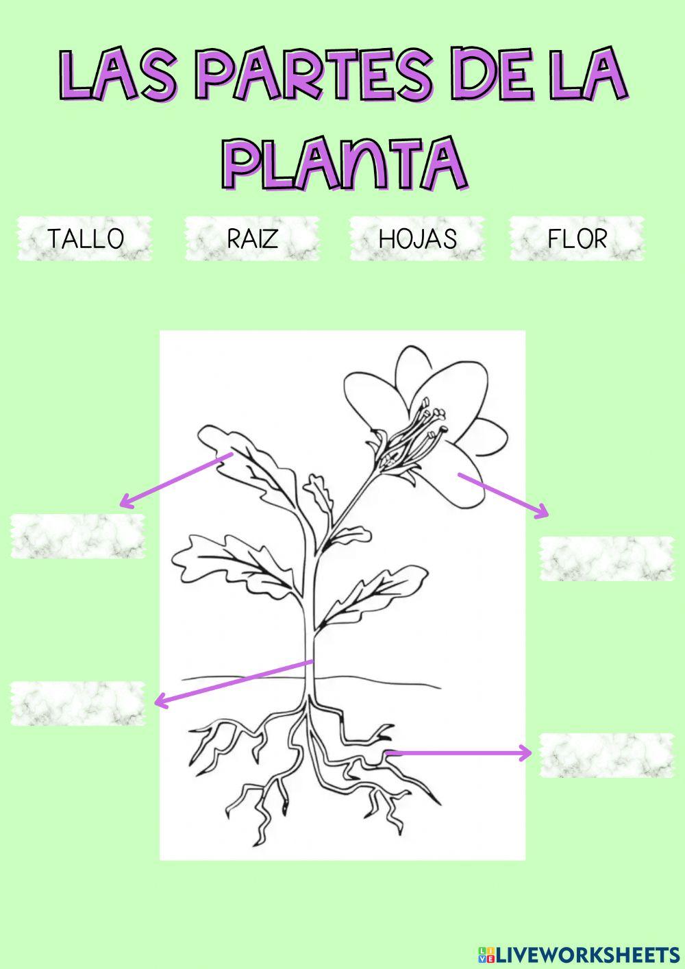 Partes planta
