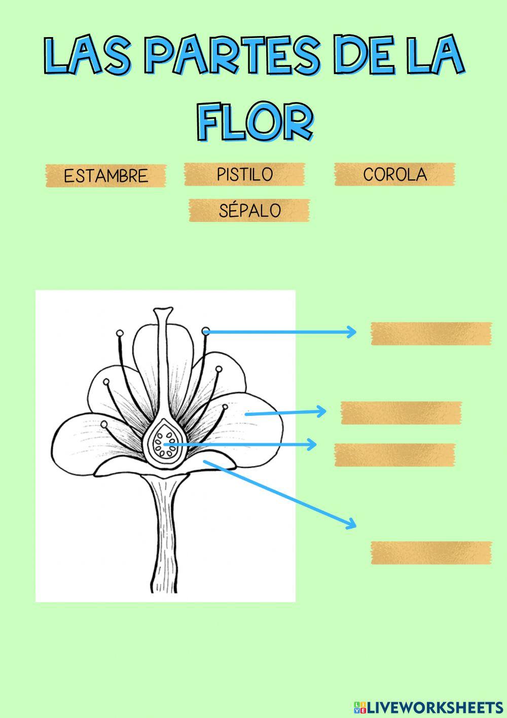 Partes flor