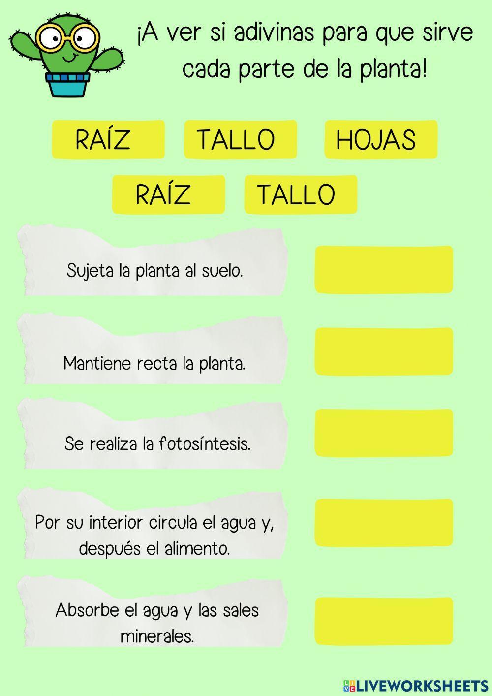 Funciones partes planta