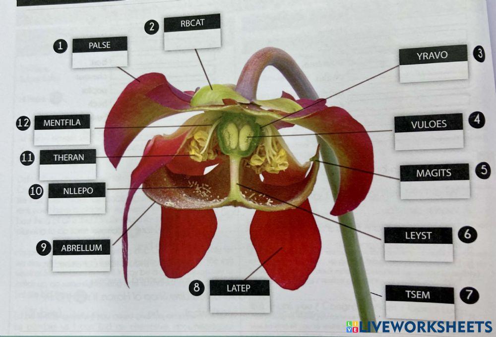 Parts of a Flower