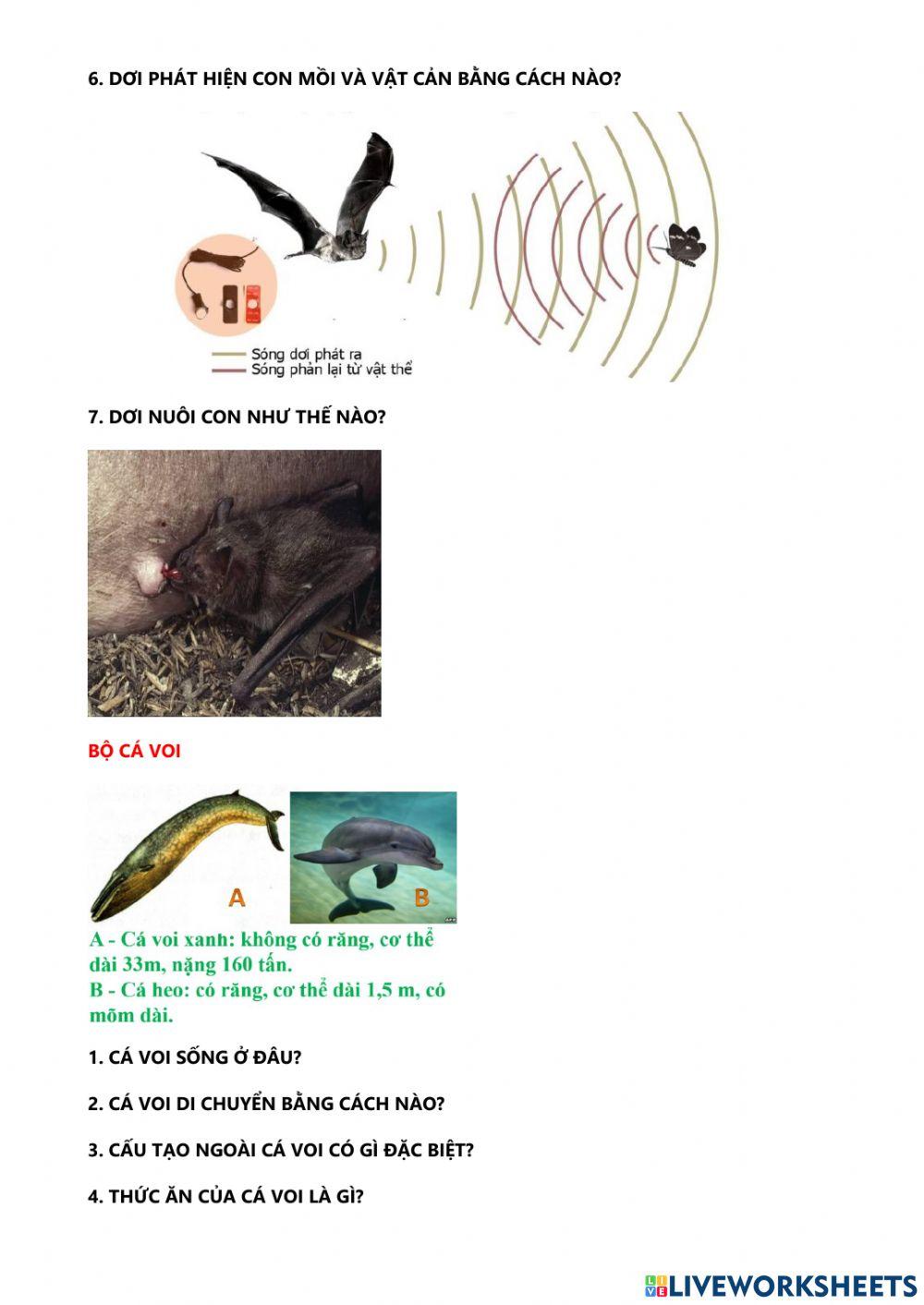 Đa dạng lớp thú (bộ dơi và bộ cá voi)