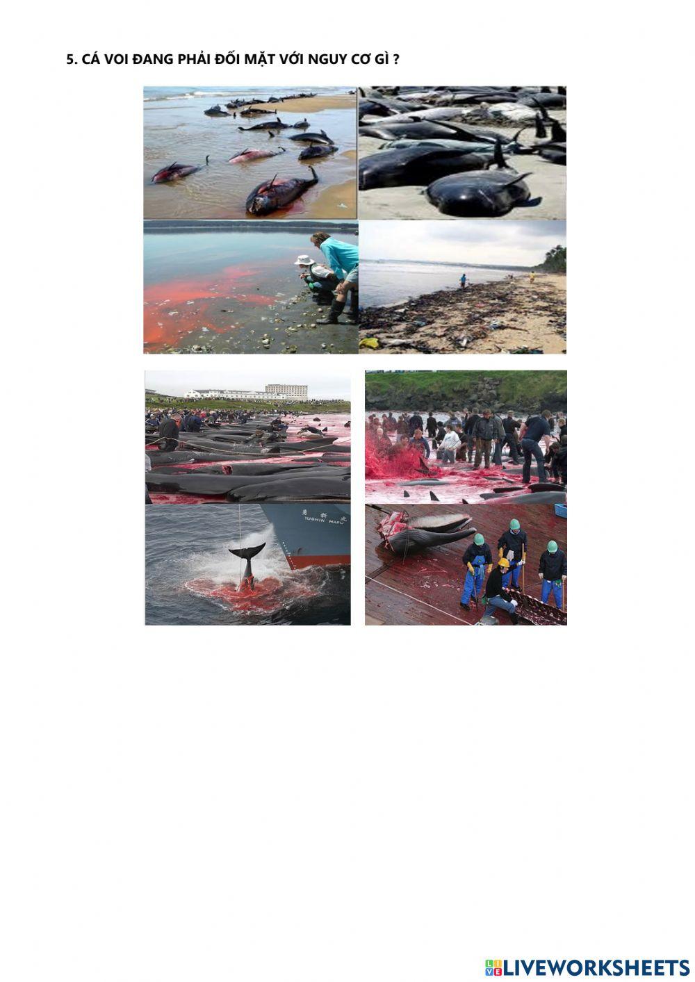 Đa dạng lớp thú (bộ dơi và bộ cá voi)