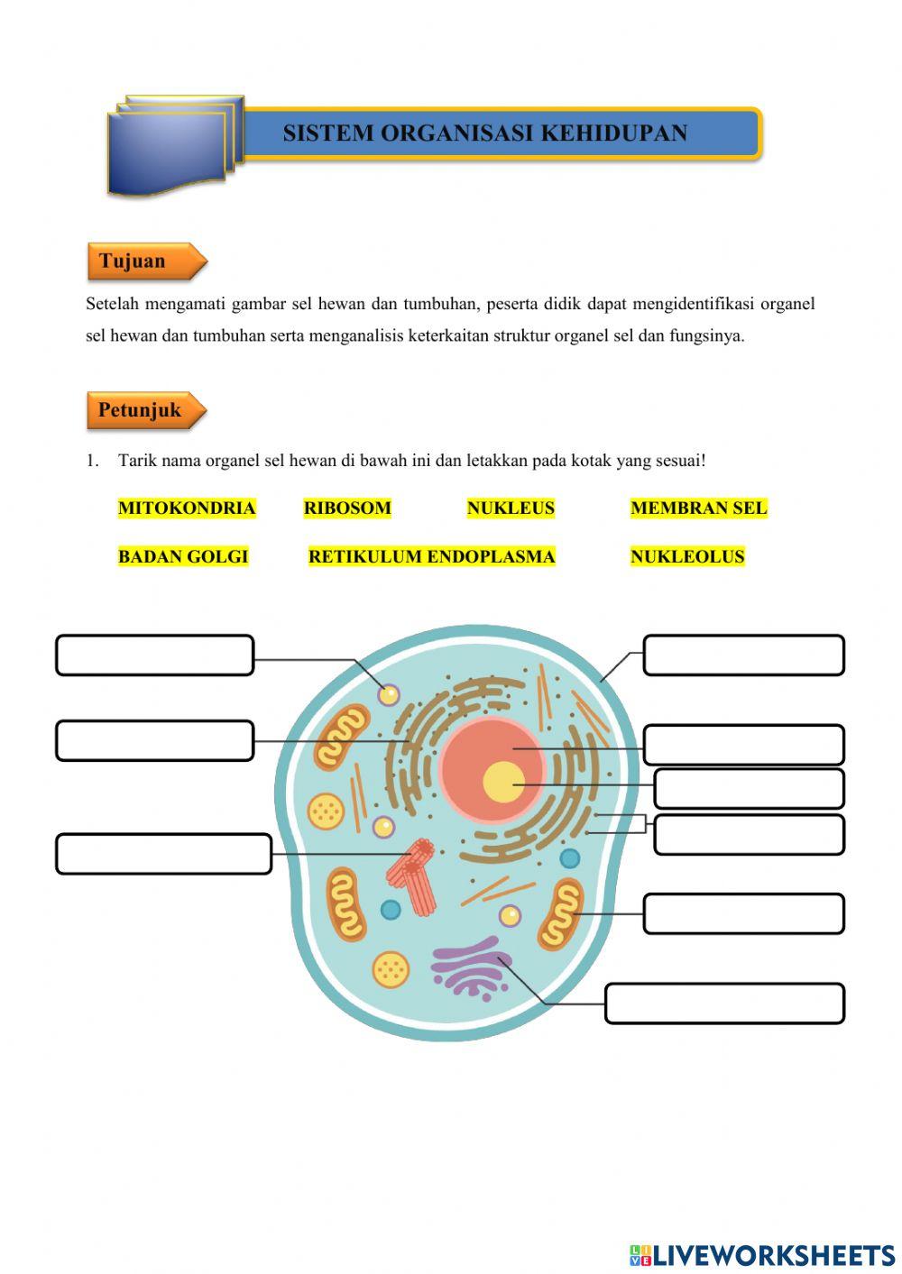 LKS Struktur Organisasi Kehidupan