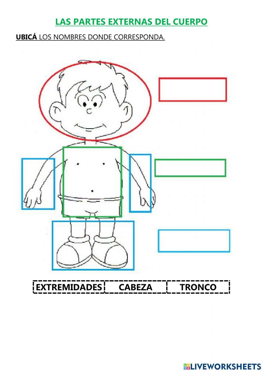 Las partes del cuerpo exercise for 1 GRADO Live Worksheets