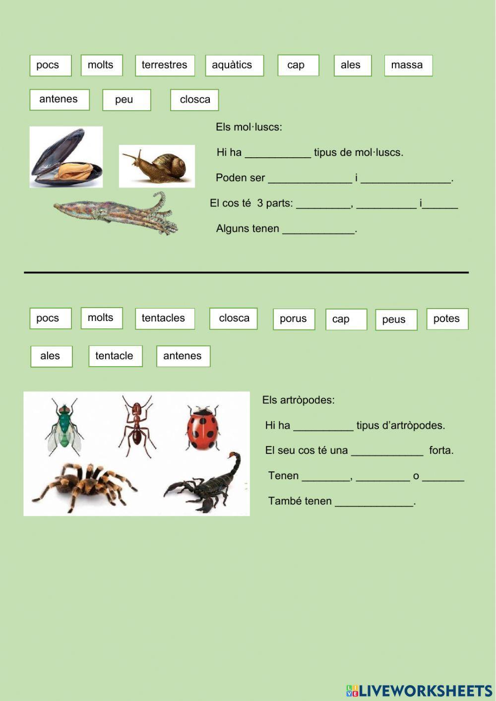 Característiques animals invertebrats