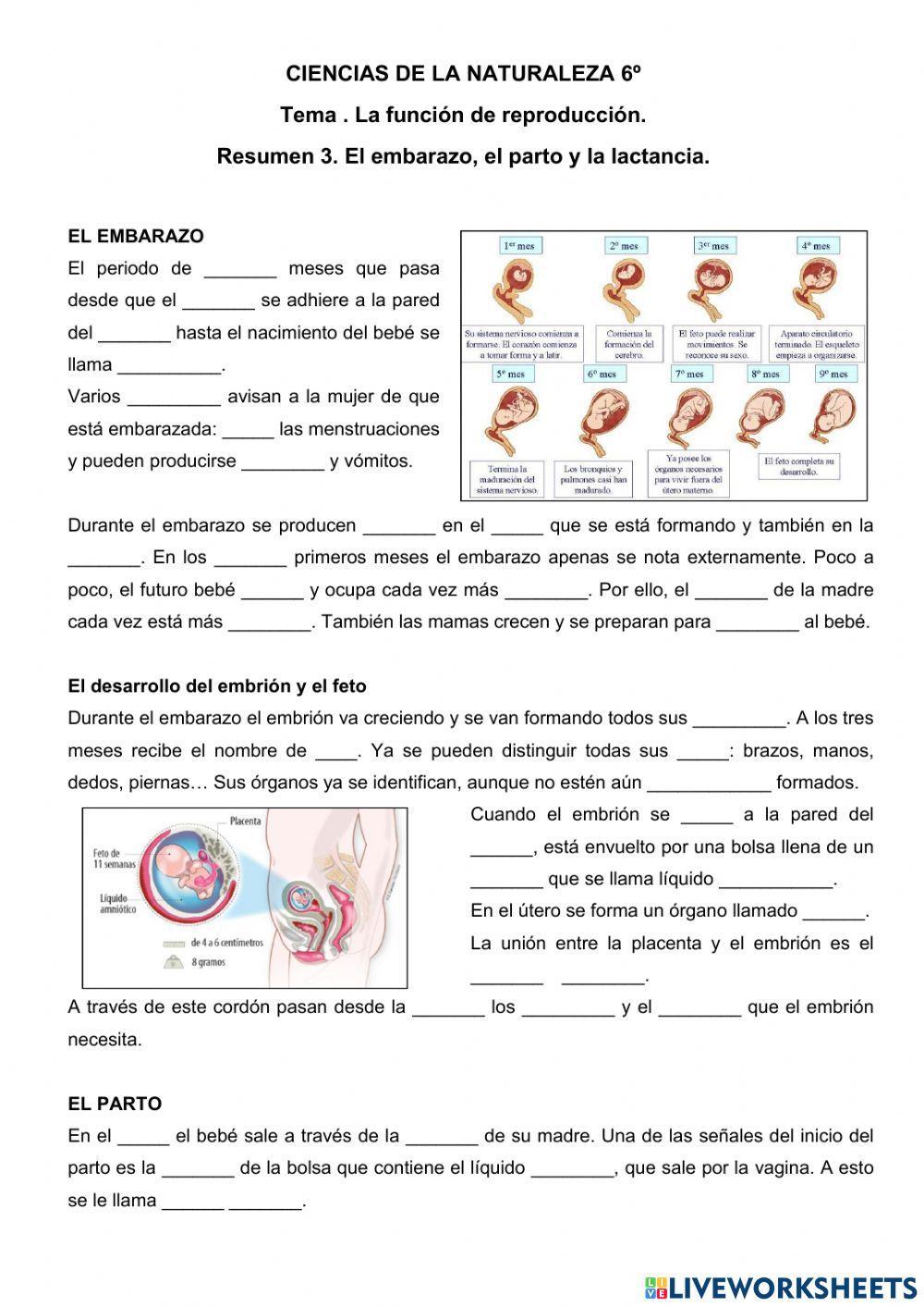 El embarazo, el parto y la lactancia.