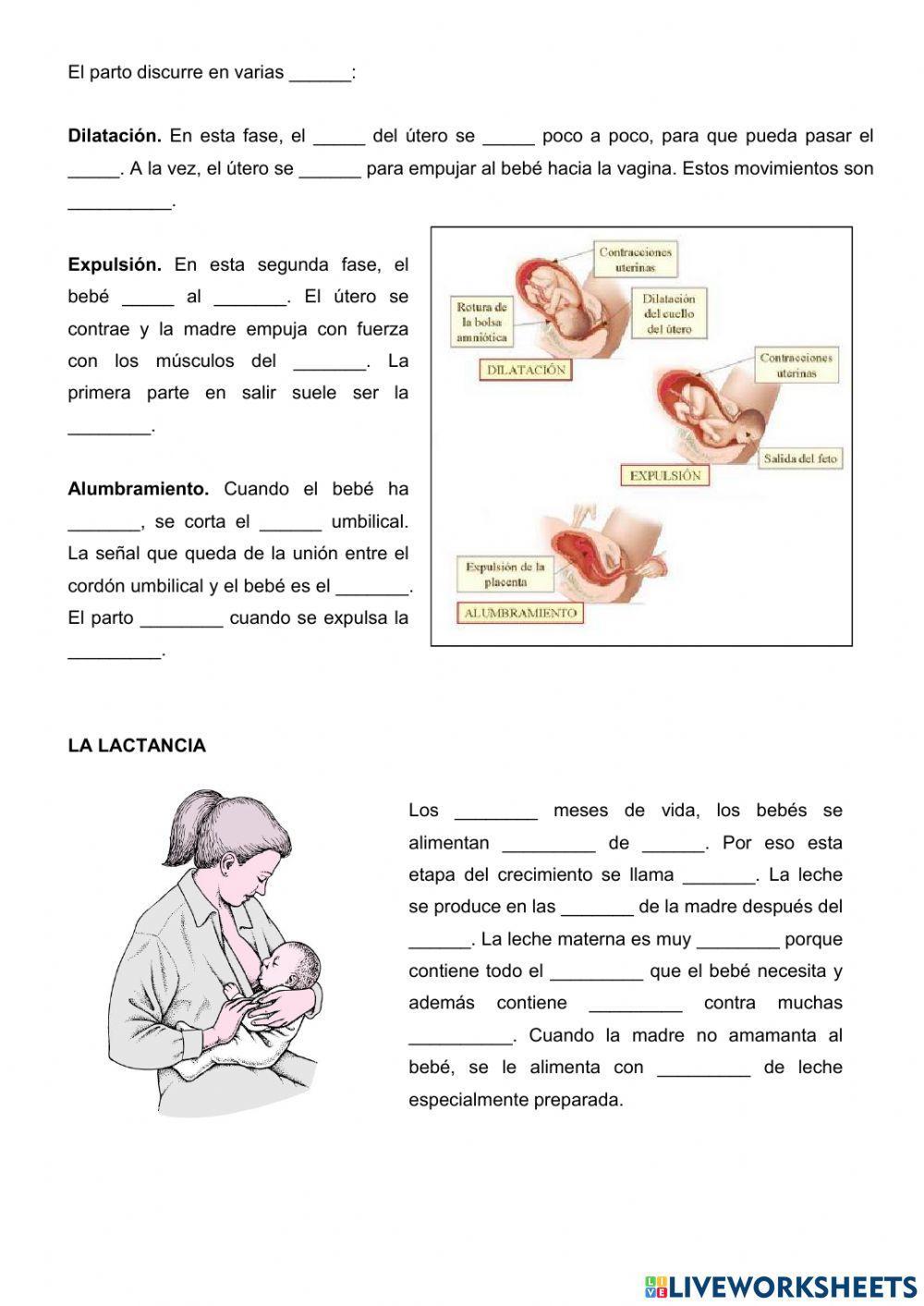 El embarazo, el parto y la lactancia.