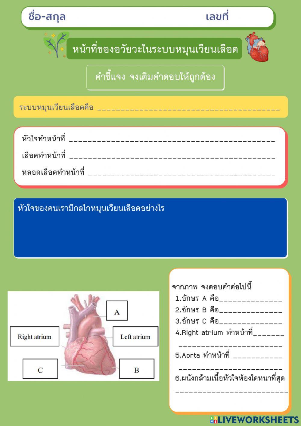 ใบงาน เรื่อง หน้าที่ของอวัยวะในระบบหมุนเวียนเลือด