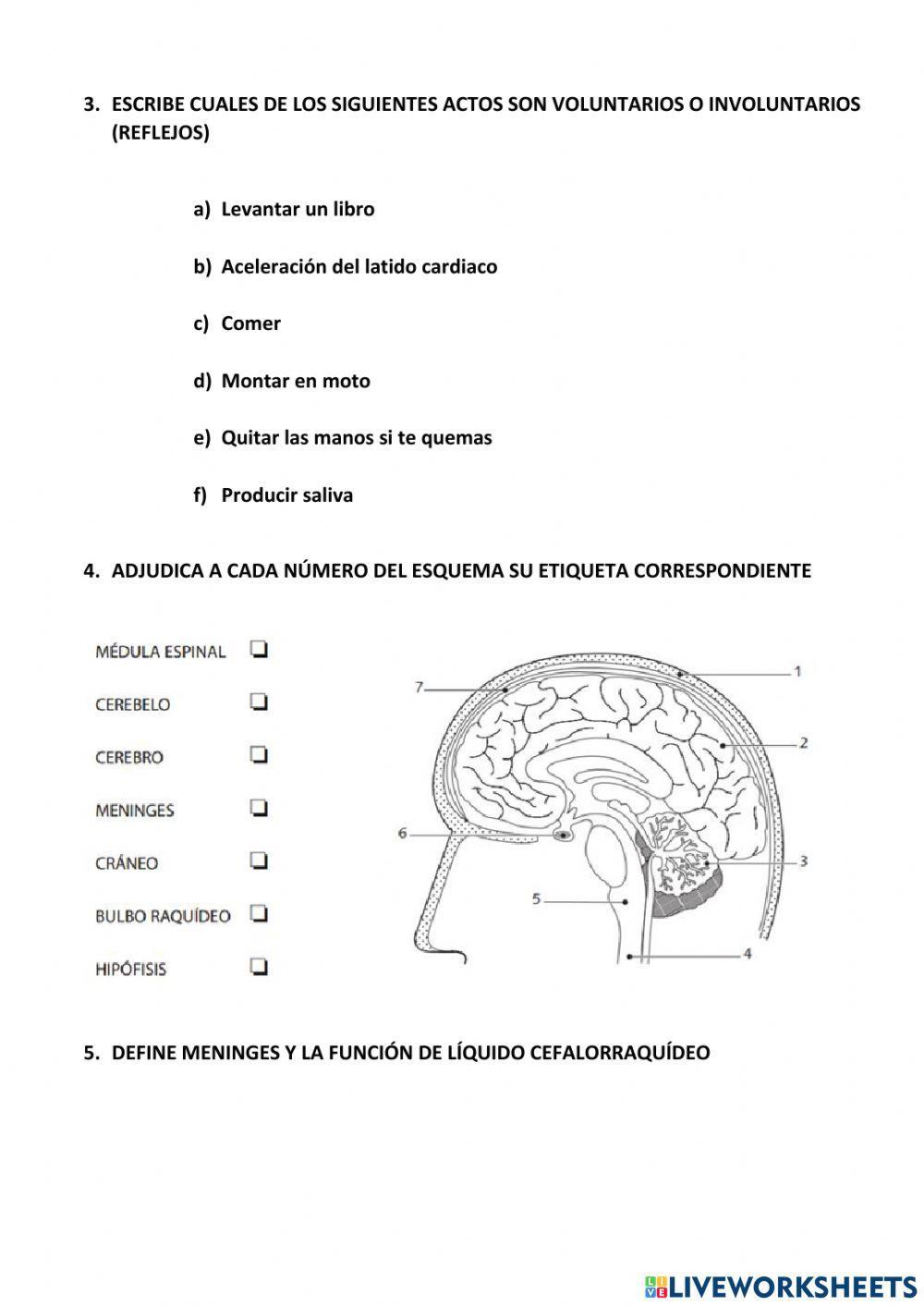 Sistema nervioso 3º ESO