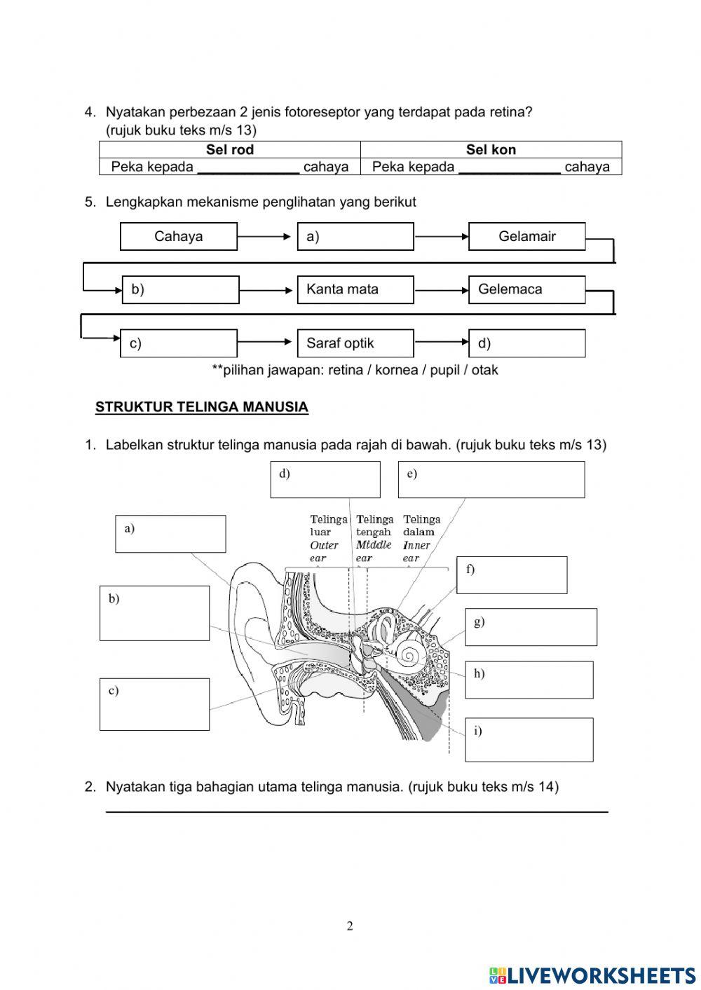 Rangsangan dan Gerak Balas