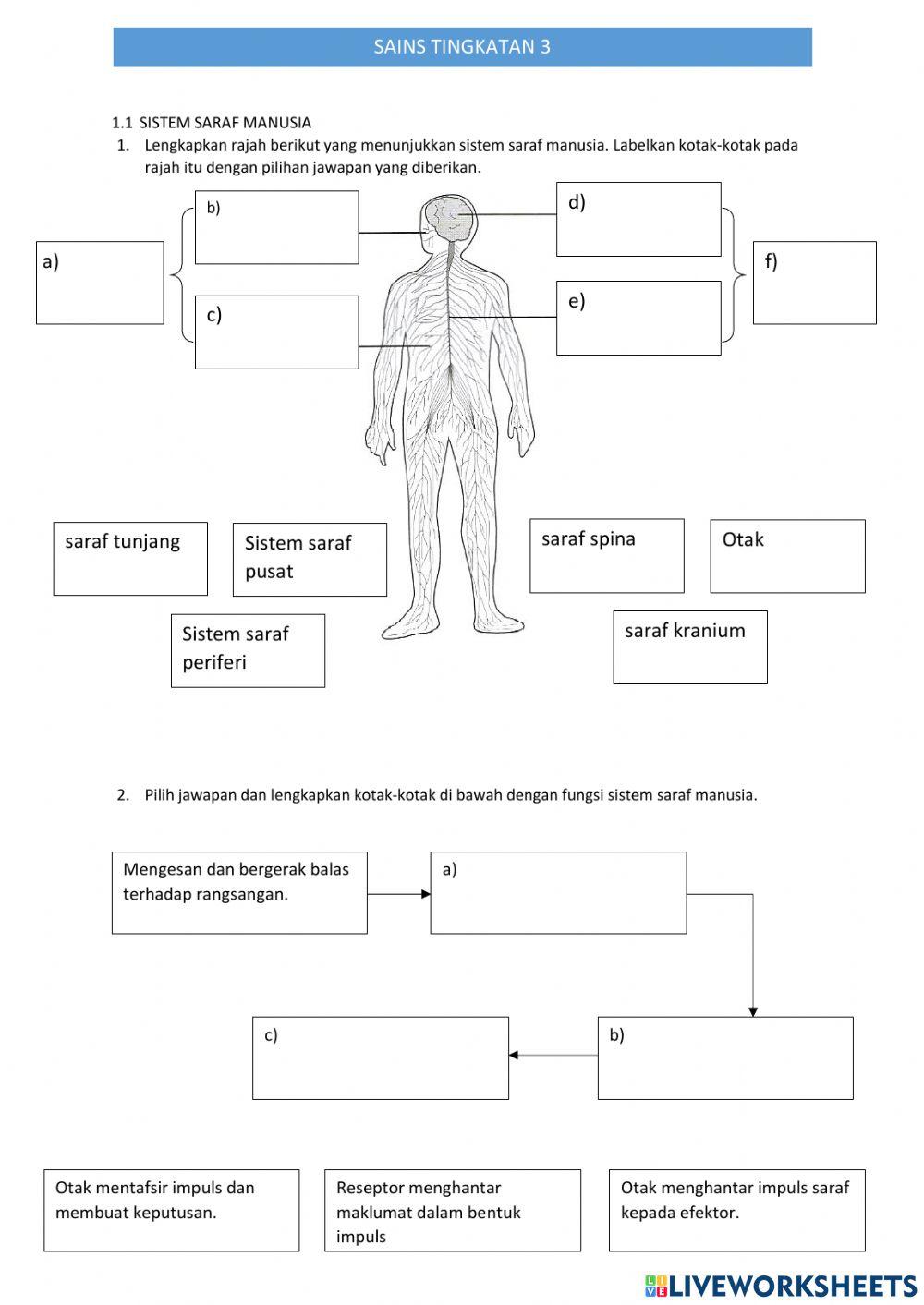 1.1 Sistem Saraf Manusia
