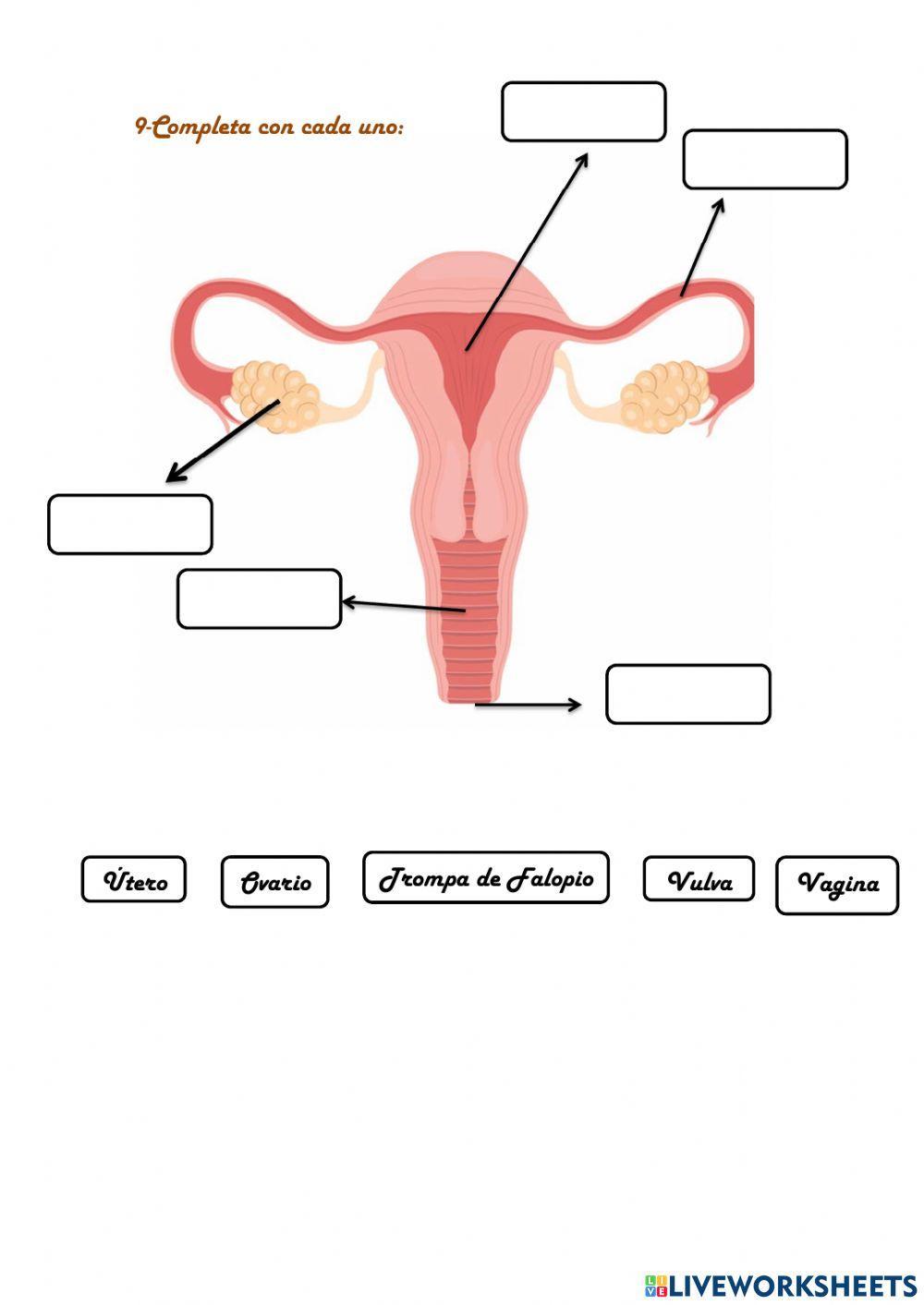La función de reproducción