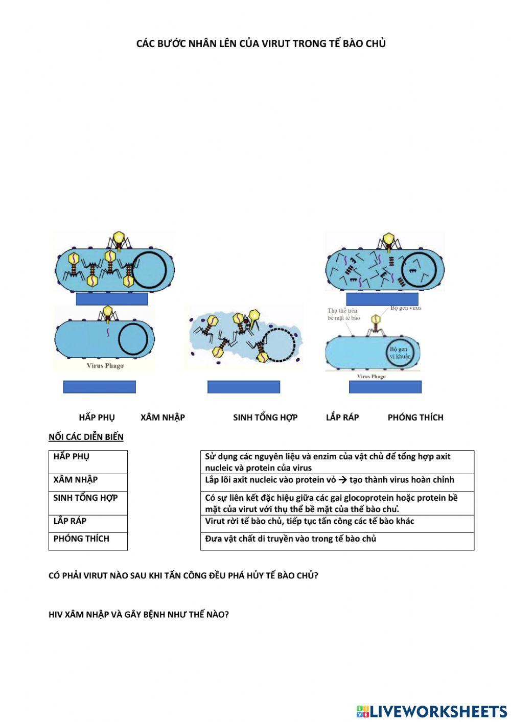 Nhân lên của virut trong tế bào chủ