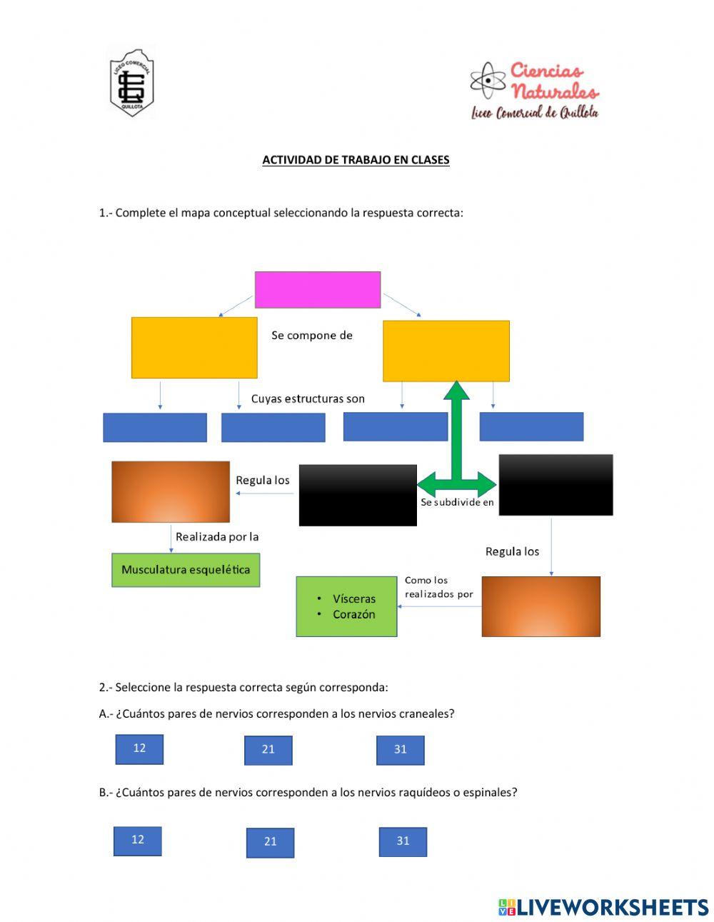Divisiones del sistema nervioso