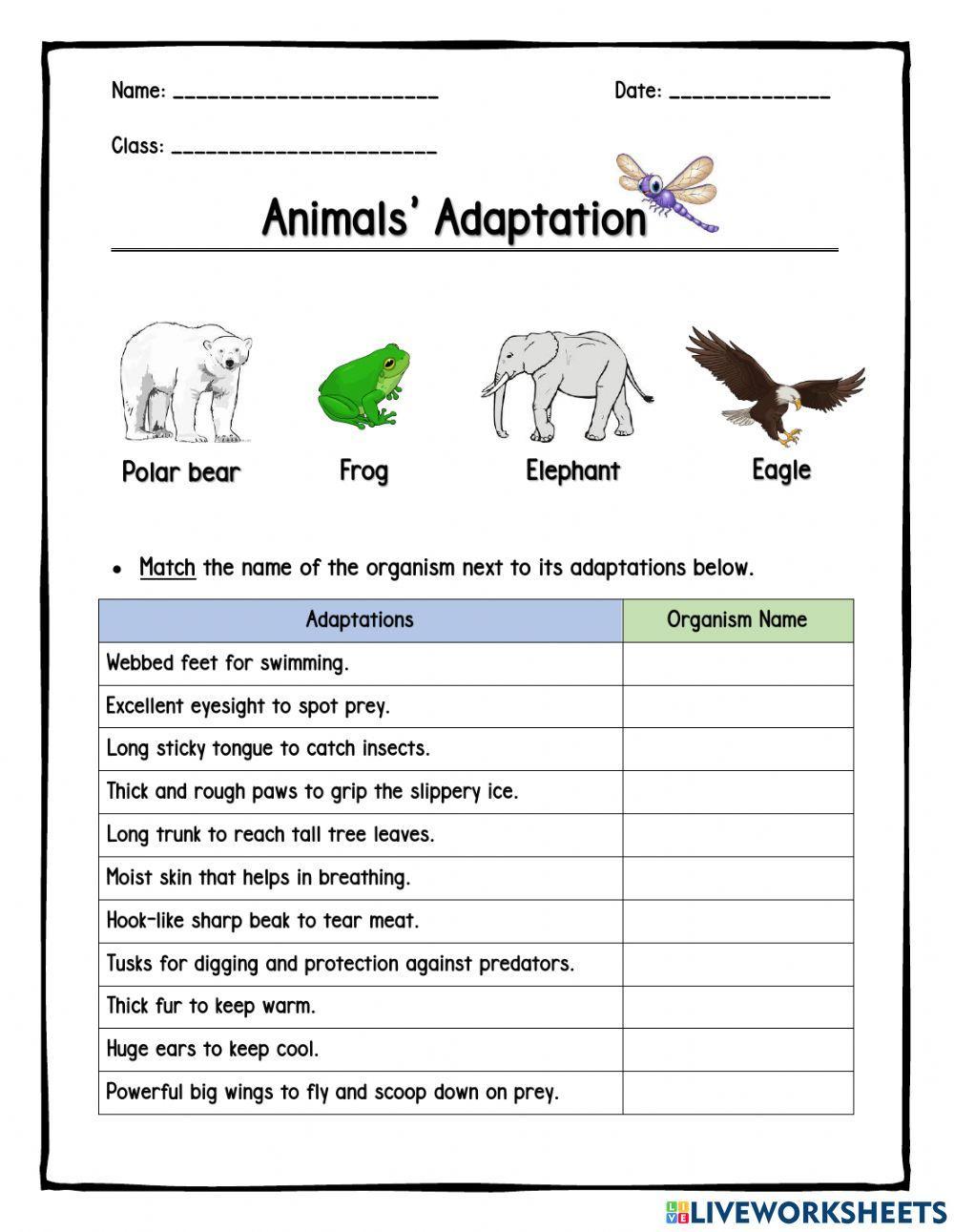 Animals Adaptations