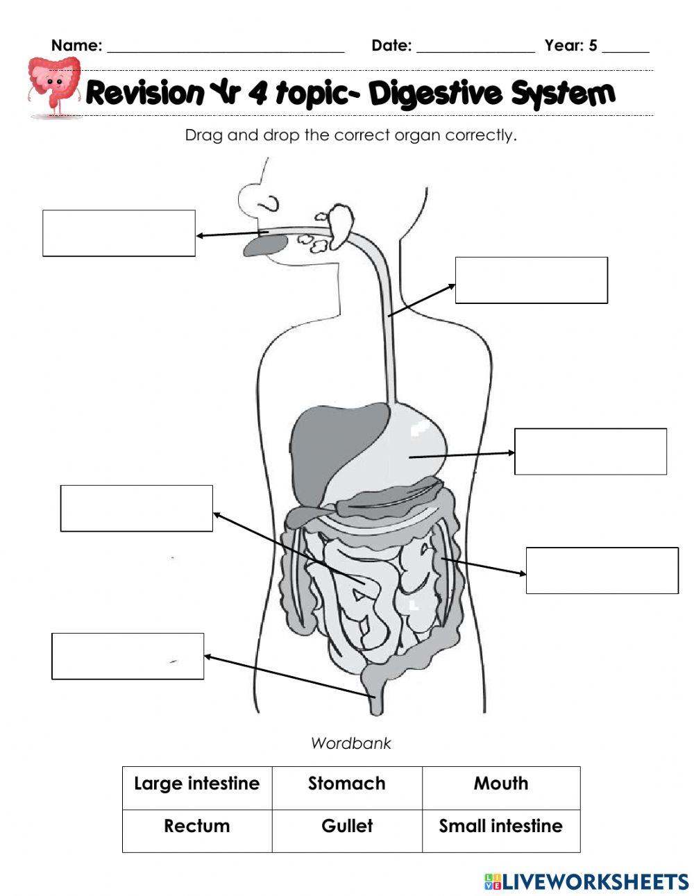 Digestive System