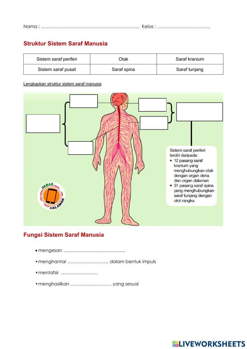 SAINS TINGKATAN 3 : RANGSANGAN DAN GERAK BALAS