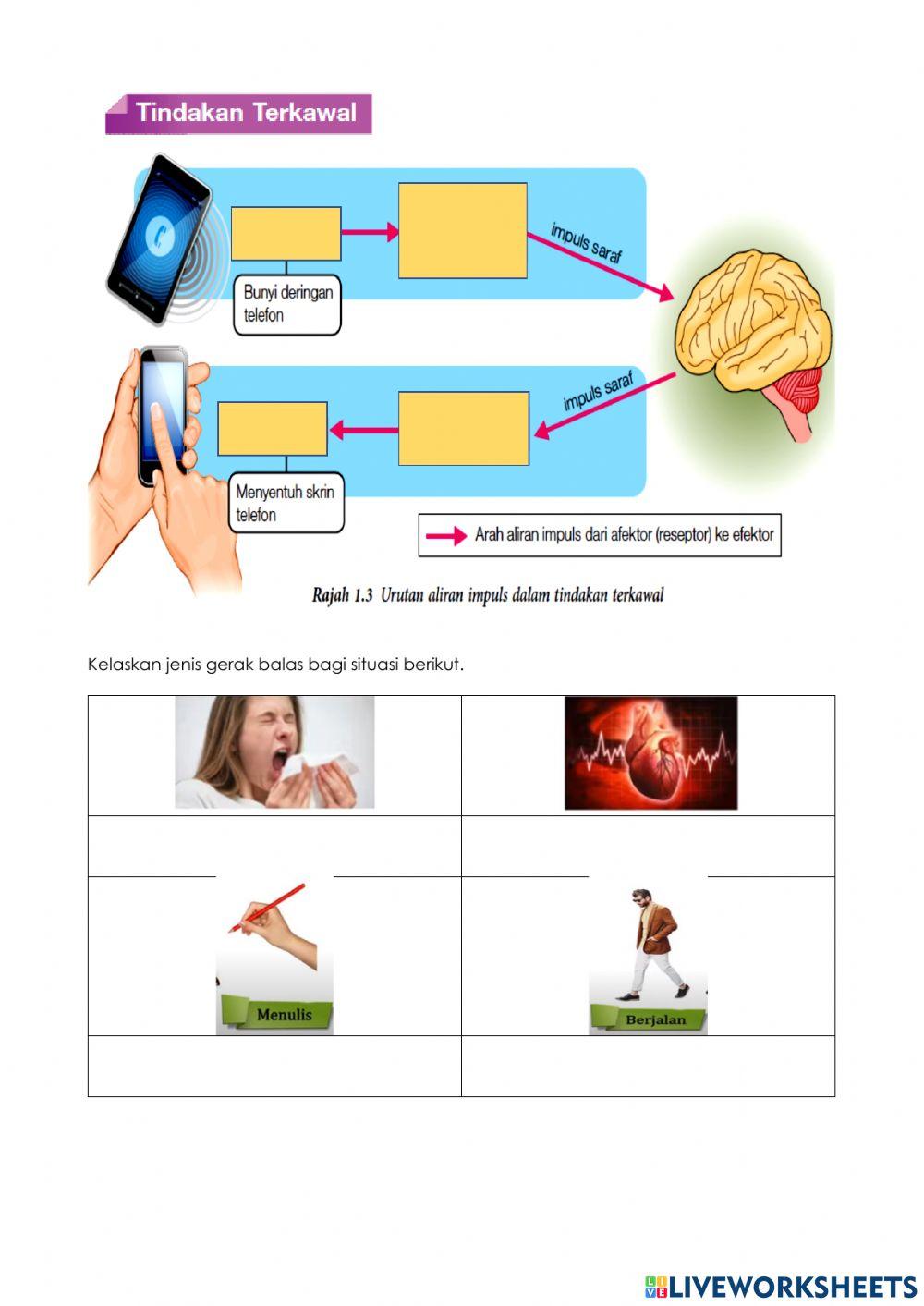 SAINS TINGKATAN 3 : RANGSANGAN DAN GERAK BALAS