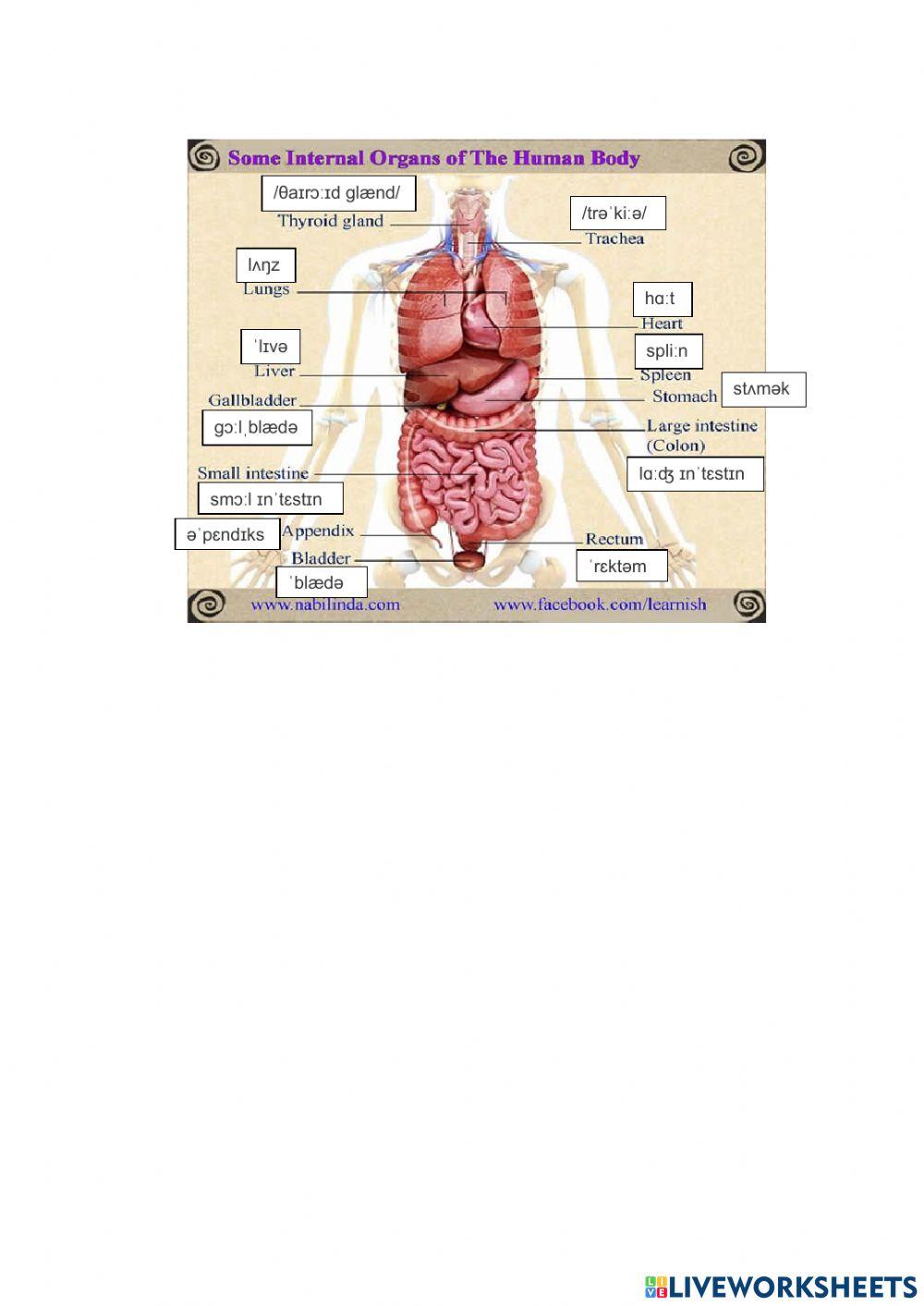 Human body organs