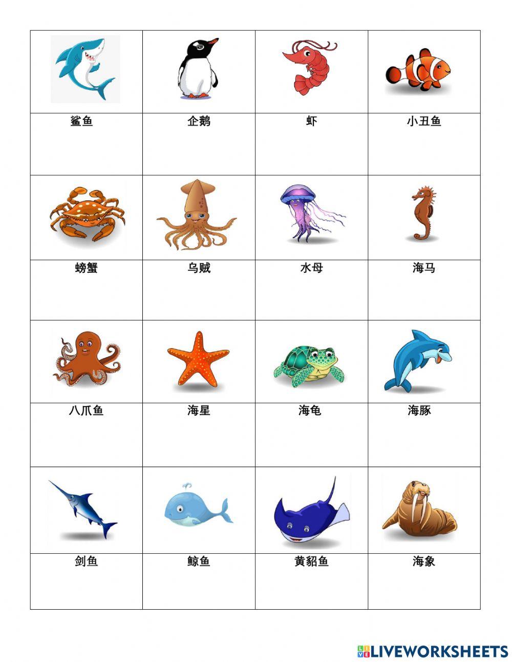海洋动物中文名称