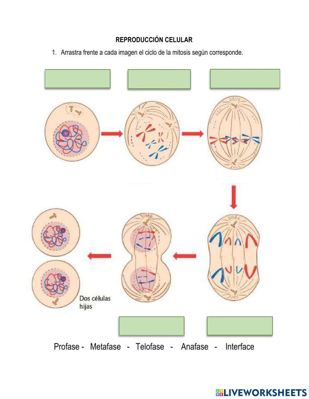 La reproducción célular