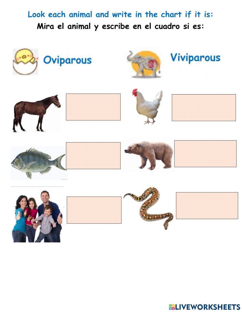 Oviparou or viviparou Oviparou or viviparou