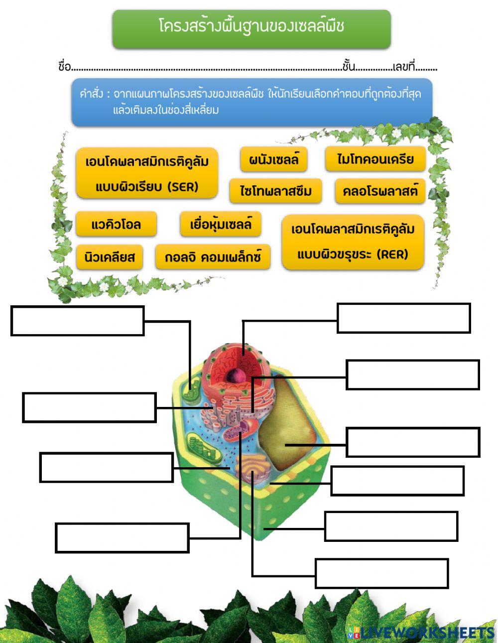 โครงสร้างพื้นฐานของเซลล์พืช ระดับชั้นมัธยมศึกษาปีที่ 1