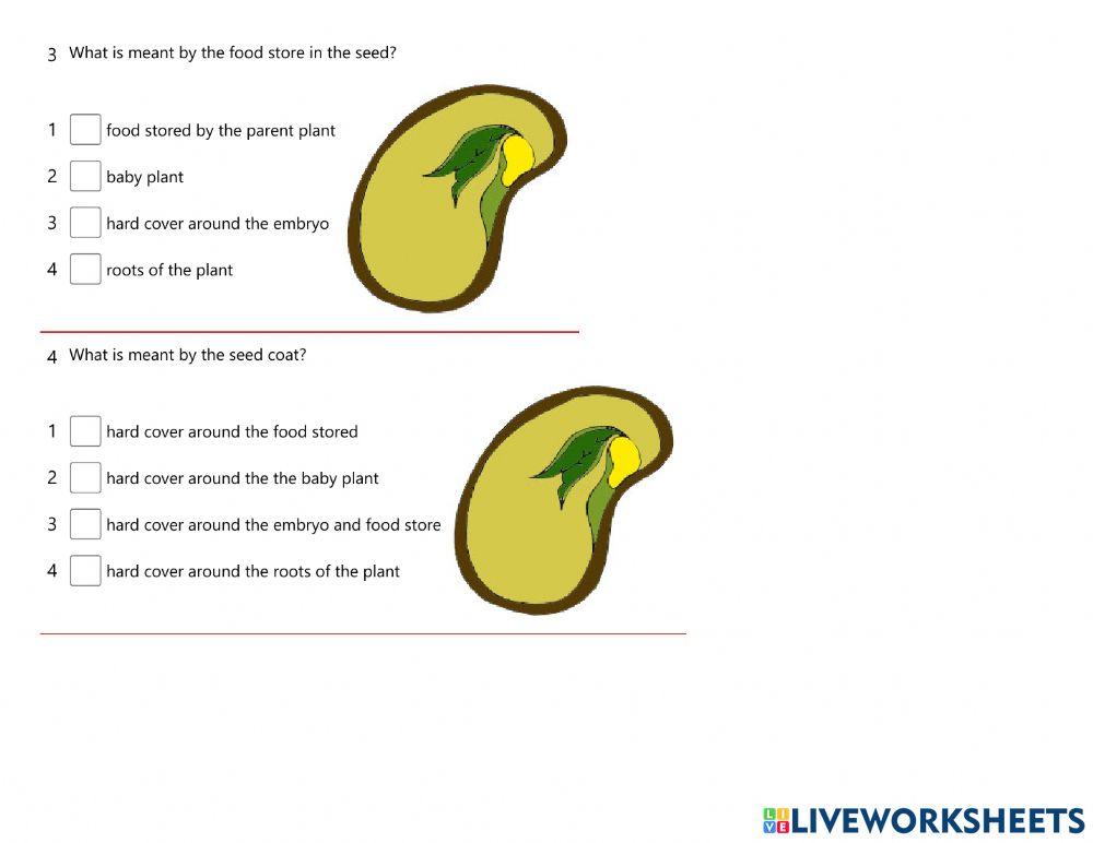 Science Germination Quiz (23.3.2022)
