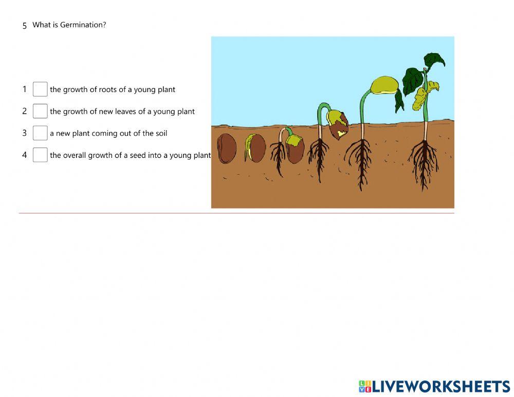 Science Germination Quiz (23.3.2022)