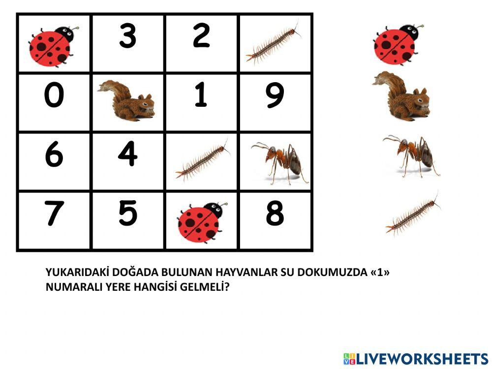 Sudoku Doğada neler var?