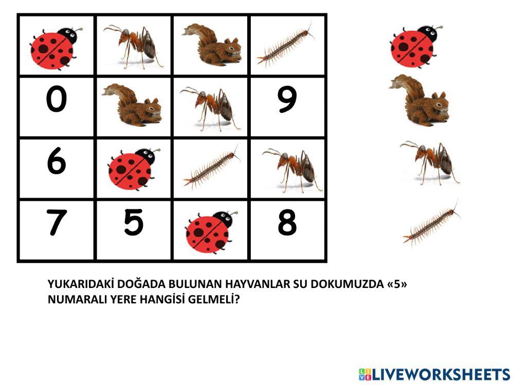 Sudoku Doğada neler var?