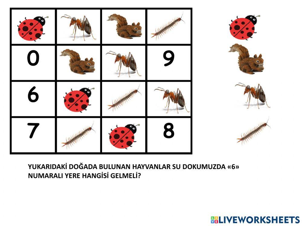 Sudoku Doğada neler var?