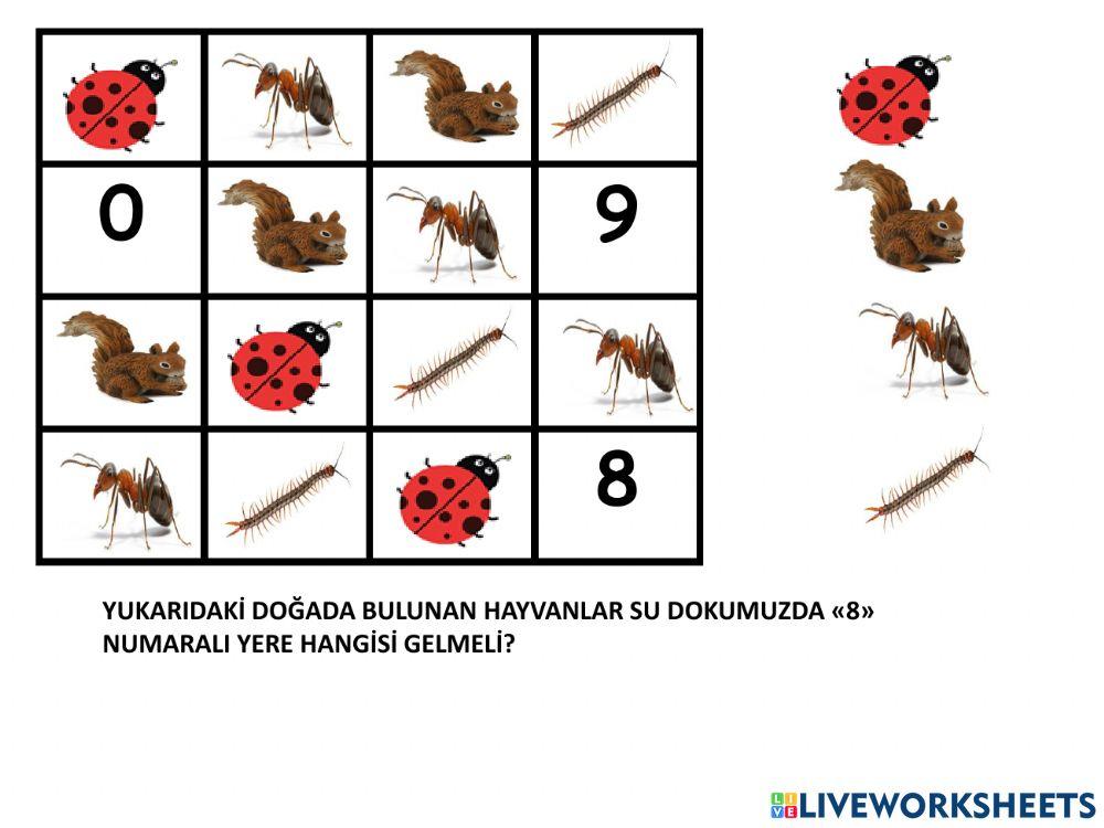 Sudoku Doğada neler var?