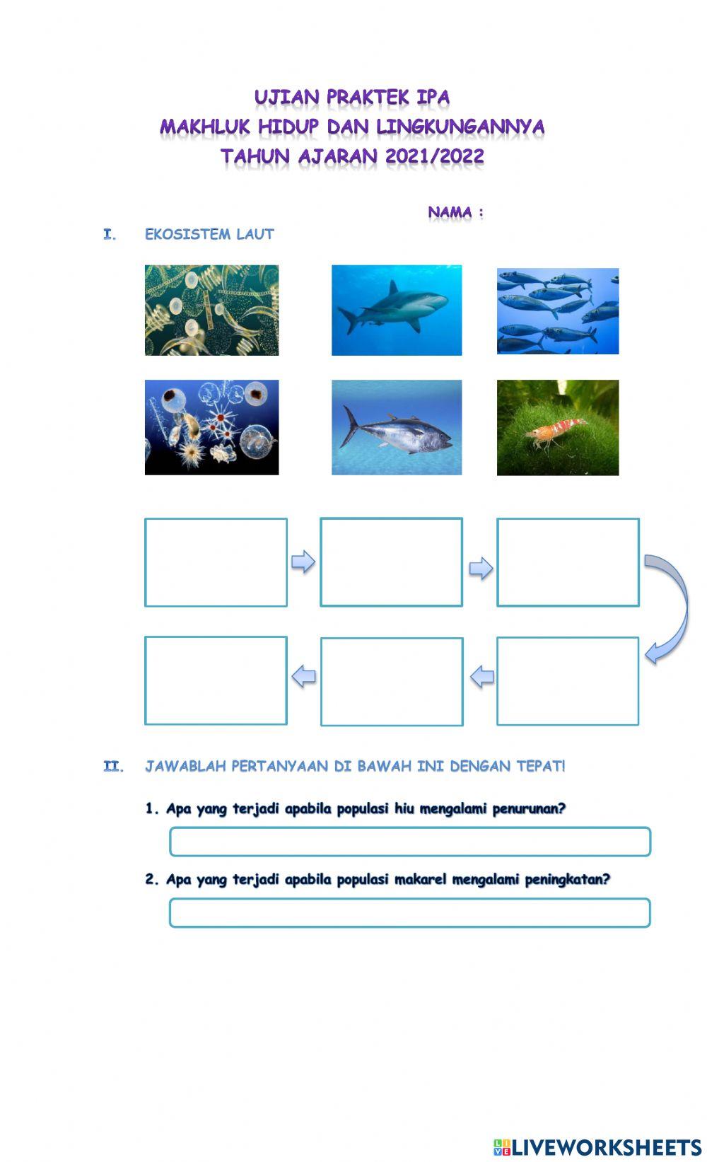 Rantai Makanan di Laut