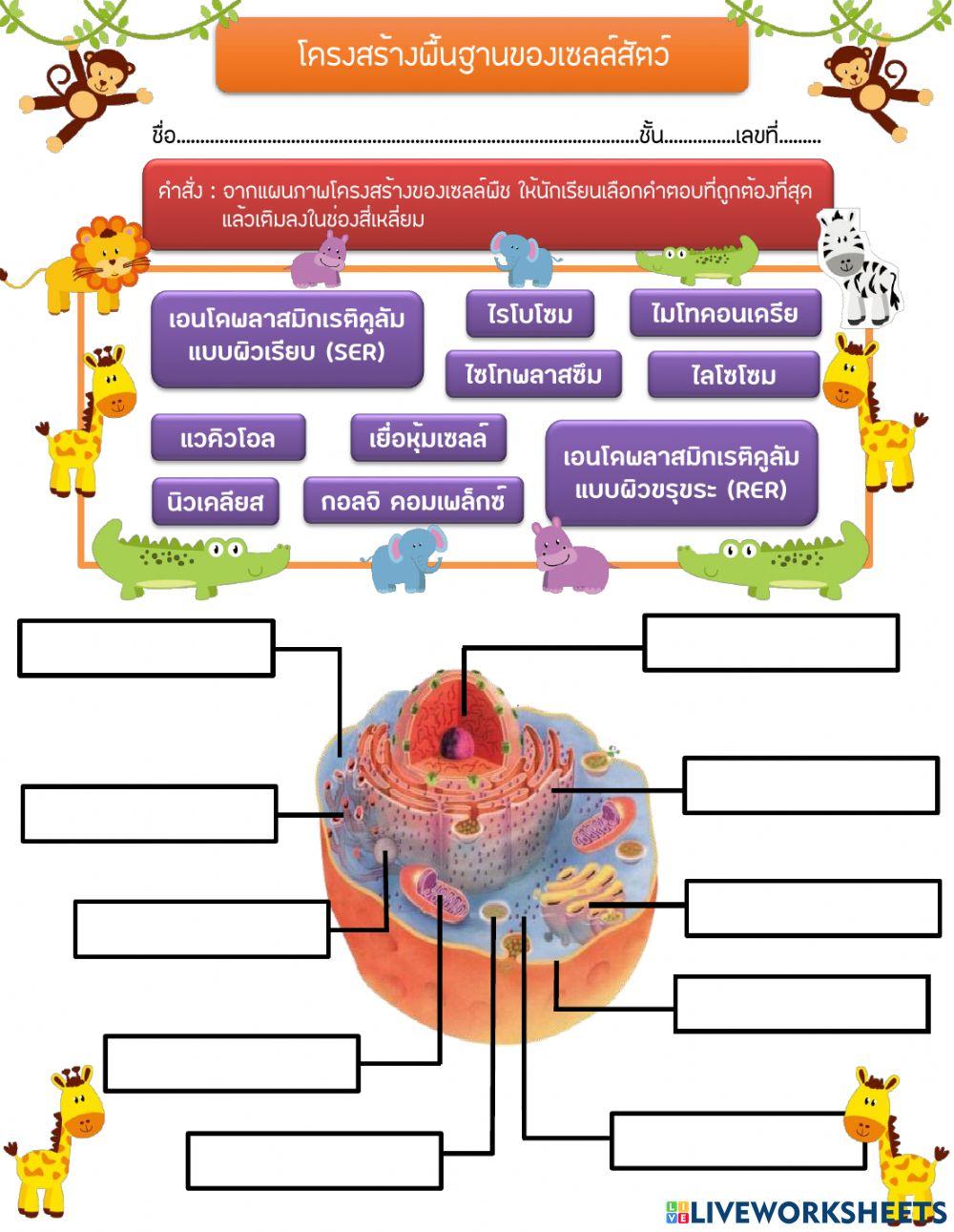 โครงสร้างพื้นฐานของเซลล์สัตว์ ระดับชั้นมัธยมศึกษาปีที่ 1