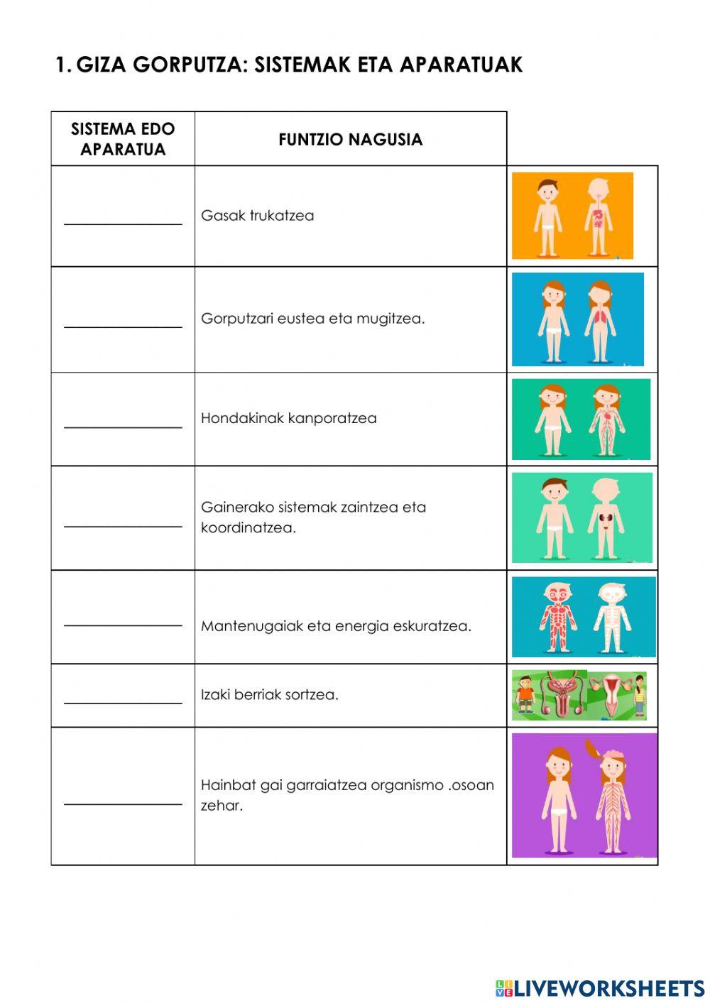 Giza gorputza: aparatuak