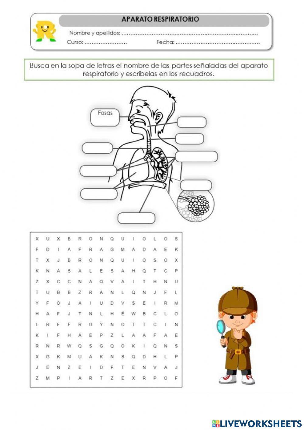 Partes del sistema respiratorio