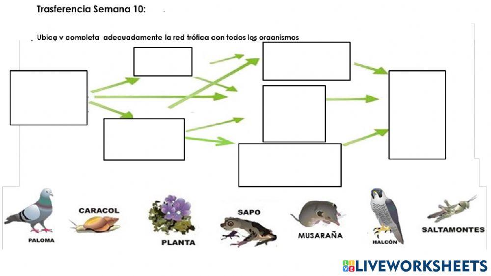 CN-Actividad de transferencia semana 10: