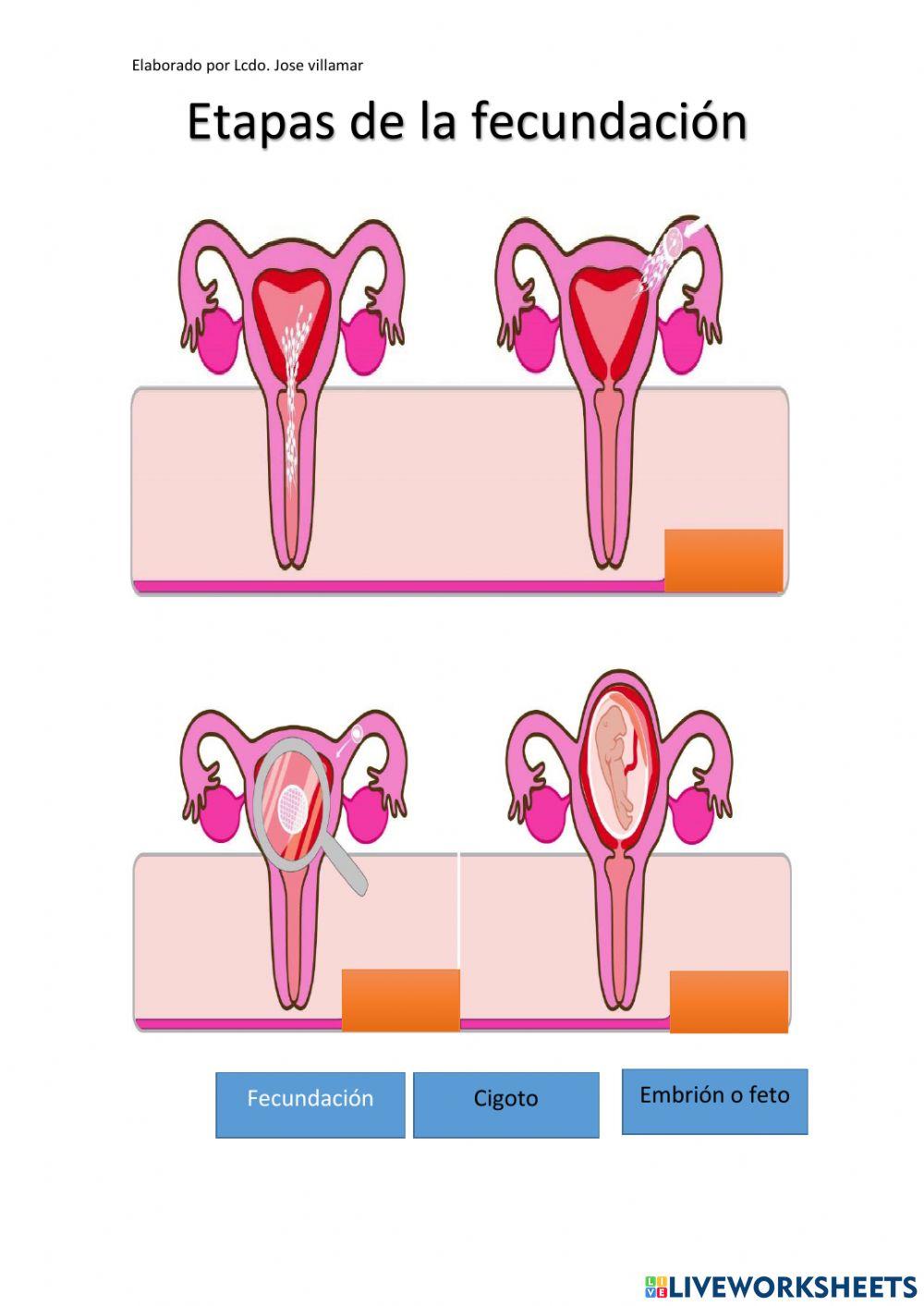 Fecundación y embarazo