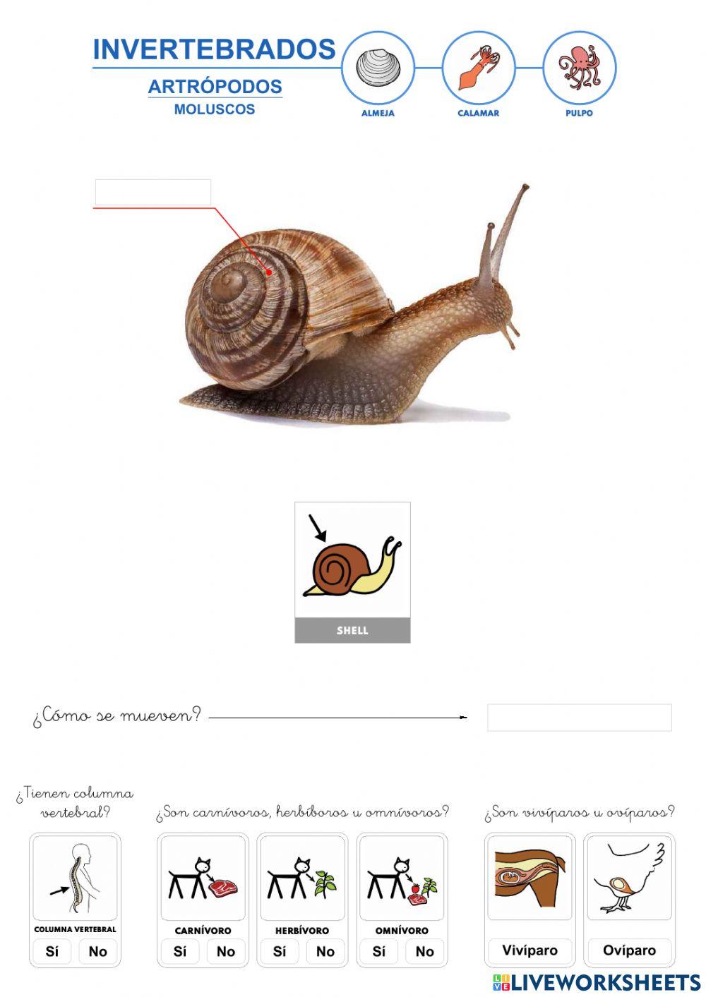 Invertebrados - Artrópodos - Moluscos