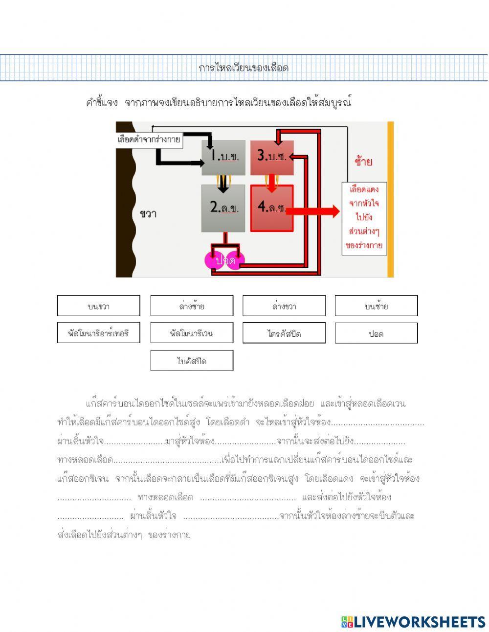 แบบฝึกหัดระบบหมุนเวียนเลือด