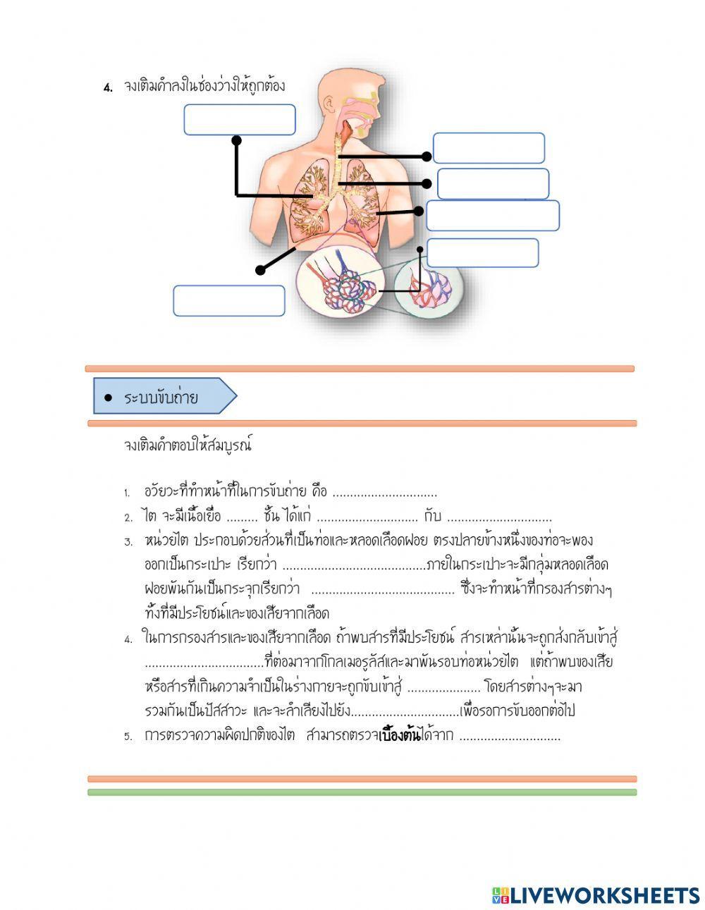 แบบฝึกหัดระบบหายใจและระบบขับถ่าย