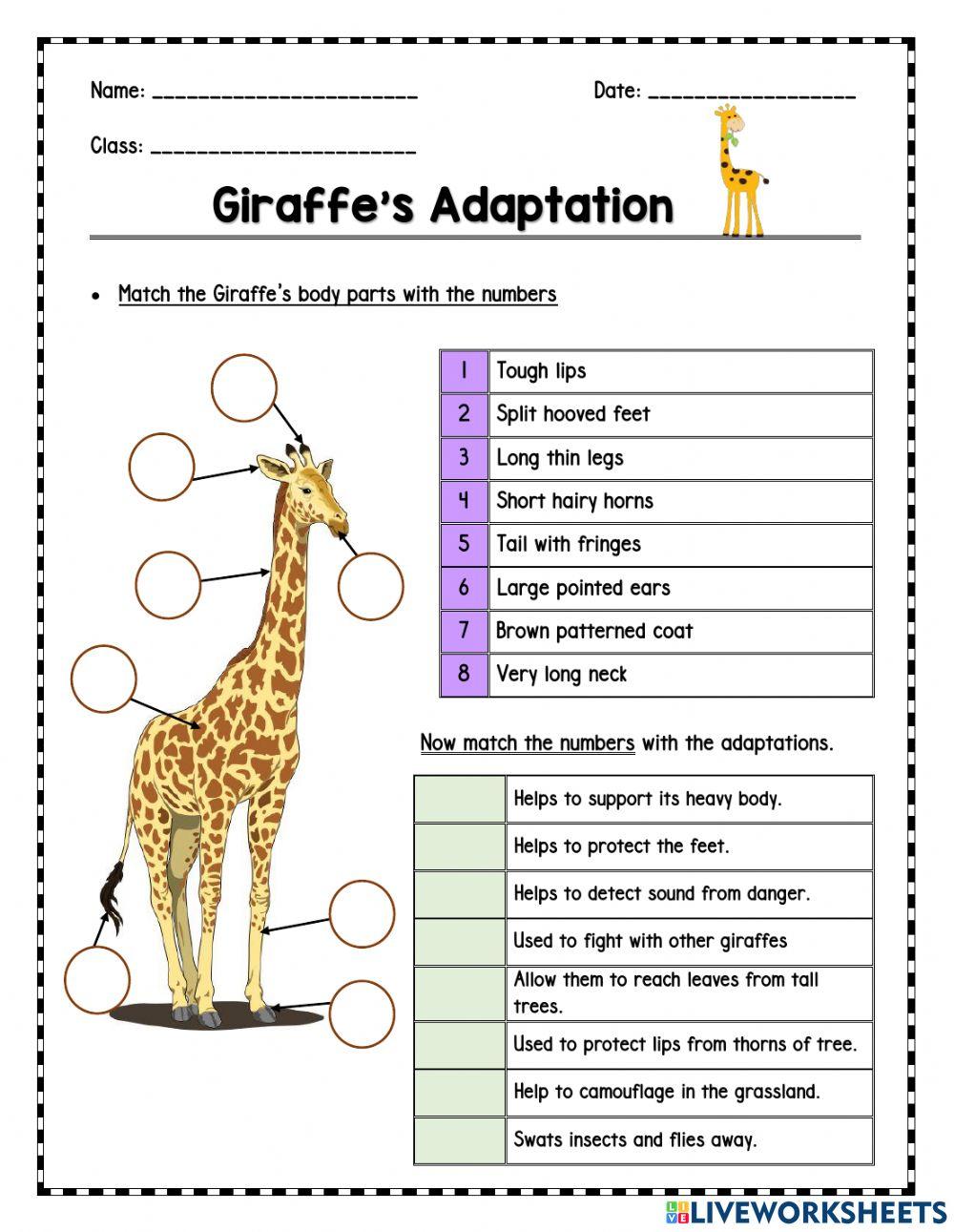 Giraffe's Adaptation Giraffe's Adaptation