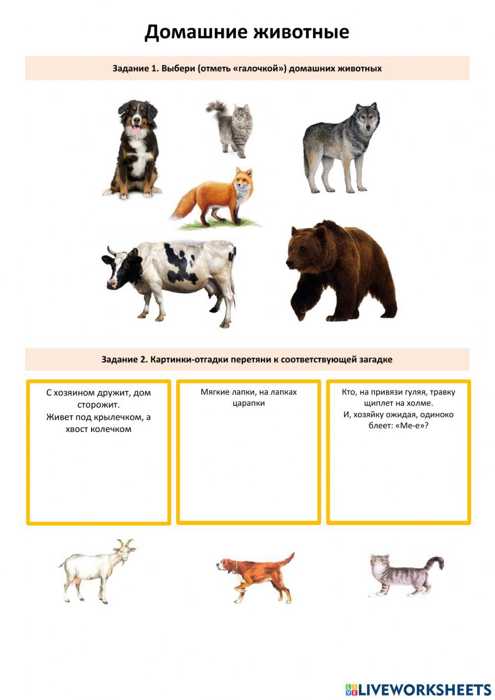 Домашние животные