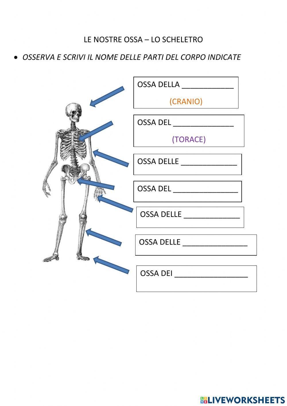 Lo scheletro