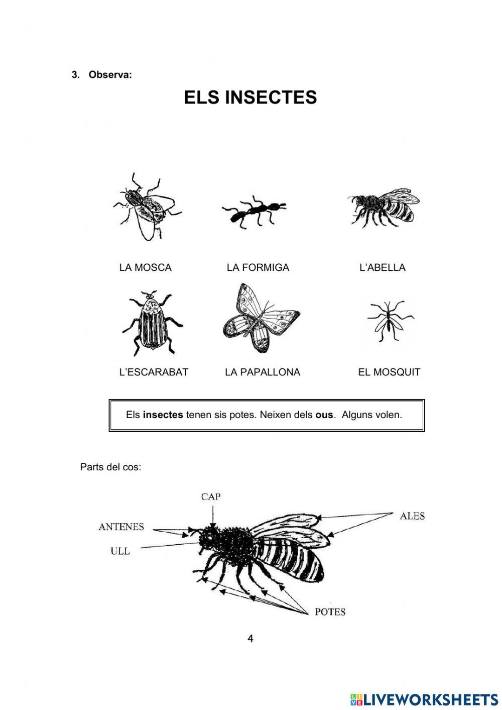 COMENCEM .Els animals الحيوانات COMENCEM .Els animals الحيوانات